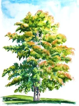 Illustration of the maple tree in the field. Stock Illustration