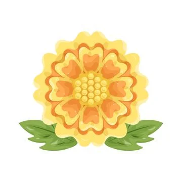 Illustration of marigold flower Stock Illustration