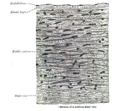 Illustration of medium-sized vein structure from 19th century anatomy textboo Stock Illustration
