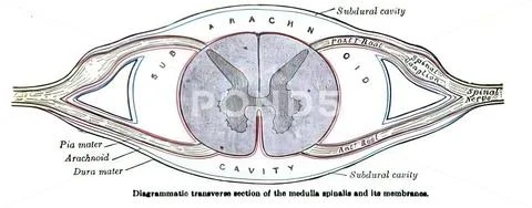 Illustration of the medulla spinalis and its membranes: Graphic #165506737