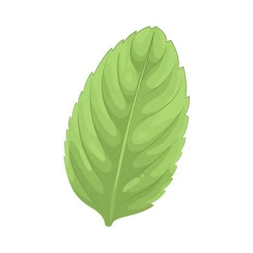 Illustration of Mint Stock Illustration