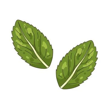 Illustration of Mint leaf 스톡 일러스트