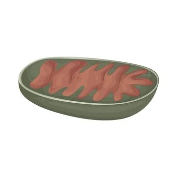 Illustration of Mitochondria Stock Illustration