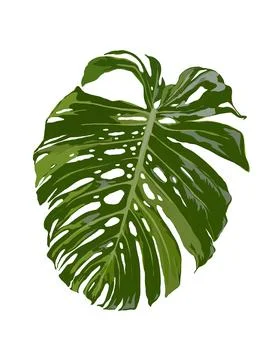 Illustration of monstera Stock Illustration