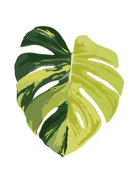 Illustration of monstera Stock Illustration