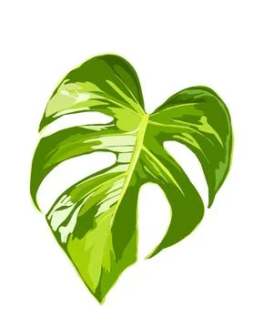 Illustration of monstera Stock Illustration