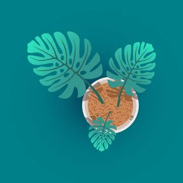 Illustration of a monstera tree in a pot Stock Illustration