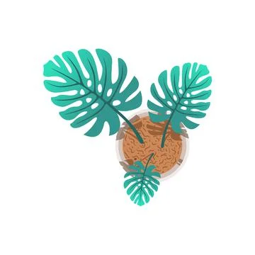 Illustration of a monstera tree in white background Stock Illustration