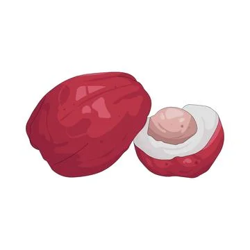 Illustration of mountain apple Stock Illustration