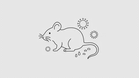 An illustration of a mouse with virus particles above it in front Stock Footage 335159607