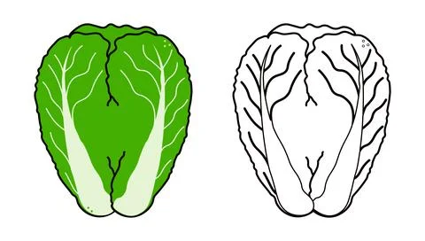 Illustration of a napa cabbage vegetable, including both a full color green v Stock Illustration