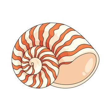 Illustration of nautilus shell Stock Illustration