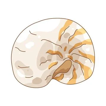 Illustration of nautilus shell Stock Illustration