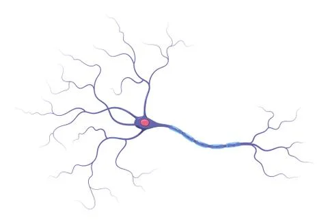 Illustration of neuron anatomy. Structure. Vector infographic Stock Illustration