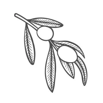 Illustration olive branch Stock Illustration