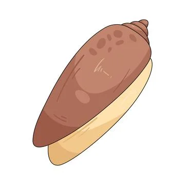 Illustration of olive shell Illustrazione stock