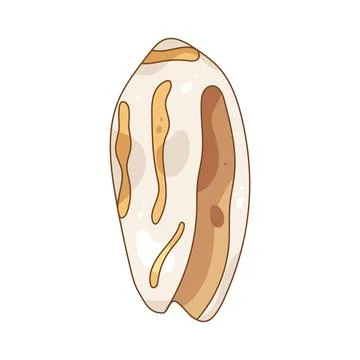 Illustration of olive shell Illustrazione stock