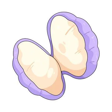 Illustration of open shell Stock Illustration