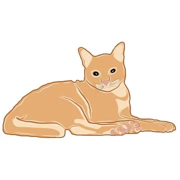 Illustration or vector of an orange cat lying looking behind. Stock Illustration
