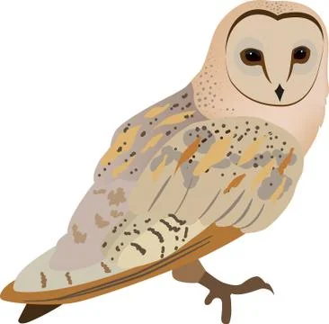 Illustration of owl, with white background vector-eps Stock Illustration