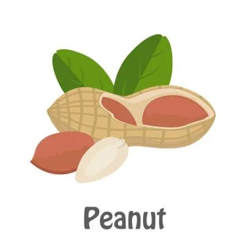 Illustration of Peanut Stock Illustration