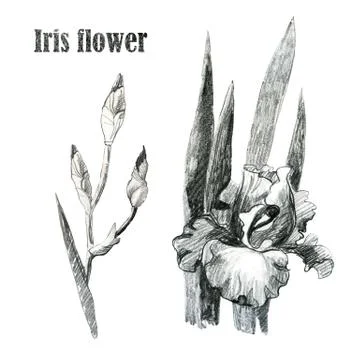 Illustration, pencil. Iris flower. Iris branch. Freehand drawing. Iris leaf. Stock Illustration