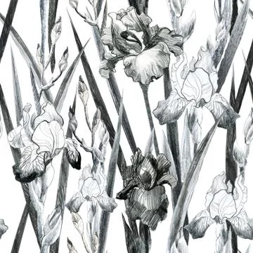 Illustration, pencil. Iris flower pattern. Freehand drawing of flowers. Stock Illustration