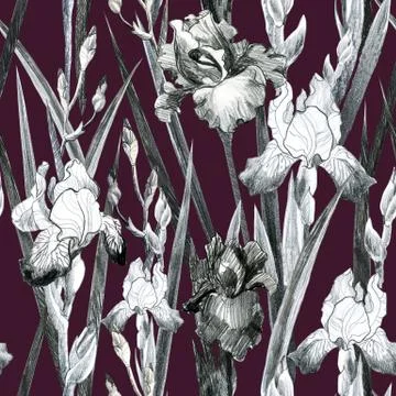 Illustration, pencil. Iris flower pattern. Freehand drawing of flowers. Stock Illustration