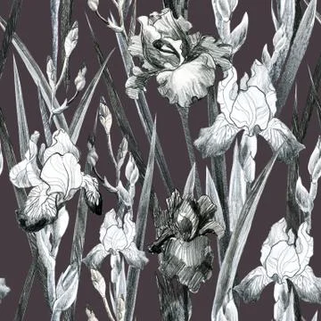 Illustration, pencil. Iris flower pattern. Freehand drawing of flowers. Stock Illustration