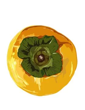 Illustration of persimmon Stock Illustration
