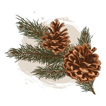Illustration of pine branch with two cones on brushstroke background, color hand Stock Illustration