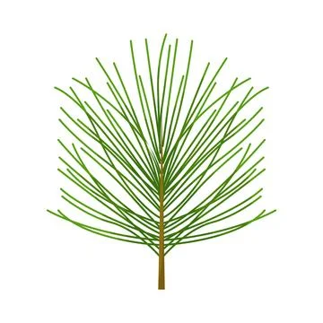 Illustration of Pine needles Stock Illustration