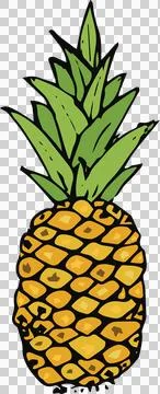 Illustration of pineapple fruit Stock Illustration