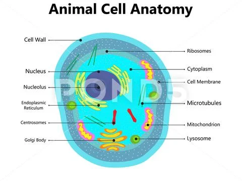 Illustration of the Plant cell anatomy structure. Vector infographic ...