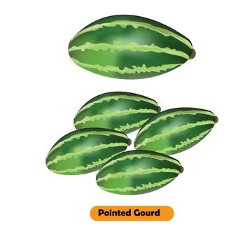 Illustration of pointed gourd vegetable vector design Stock Illustration