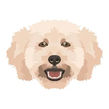 Illustration Poodle. Stock-Illustration