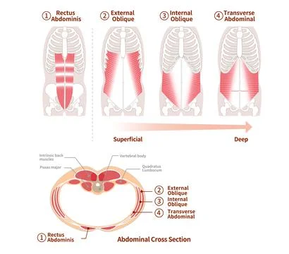 Illustration of positional structure and overlap of abdominal muscle groups.. Stock-Illustration