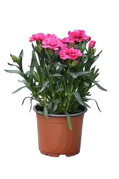 Illustration of potted mini carnation isolated on white background Stock Illustration