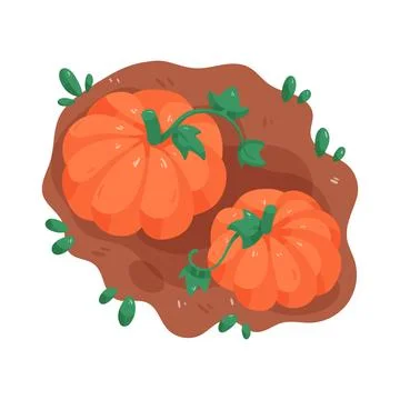 Illustration of Pumpkins in a patch Stock Illustration