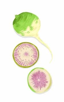 Illustration of purple beetroot and beetroot slices issolated on white  Stock Illustration