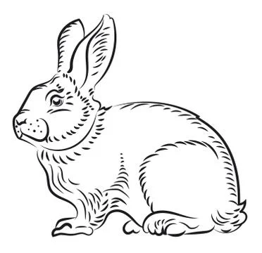 Illustration of a rabbit Stock Illustration