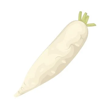 Illustration of Radish Stock Illustration