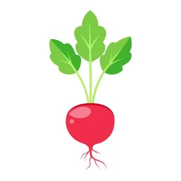 Illustration of Radish sprout with the root Stock Illustration