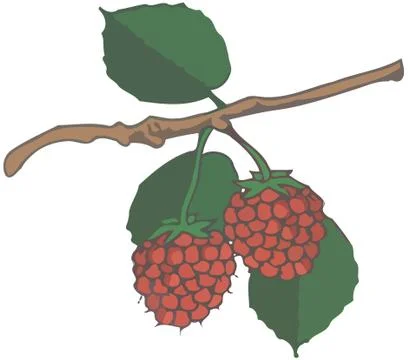 Illustration of the raspberry branch isolated on a white background Stock Illustration