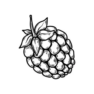 Illustration of raspberry fruit in engraving style. Design element for poster Stock Illustration
