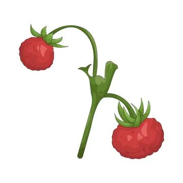 Illustration of raspberry Stock Illustration
