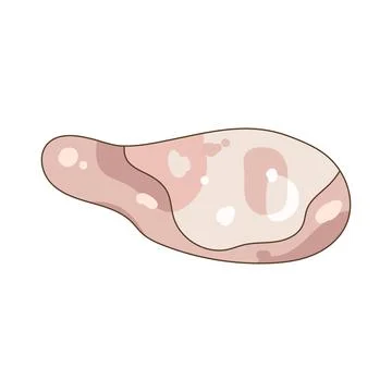 Illustration of raw chicken leg Stock Illustration