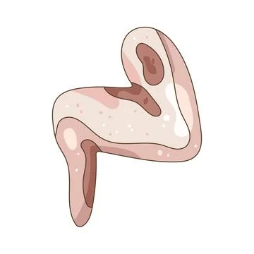 Illustration of raw chicken wing Stock Illustration
