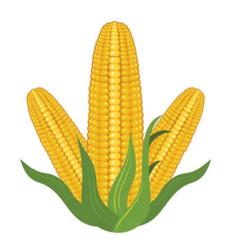 Illustration realistic corn design vector Stock Illustration