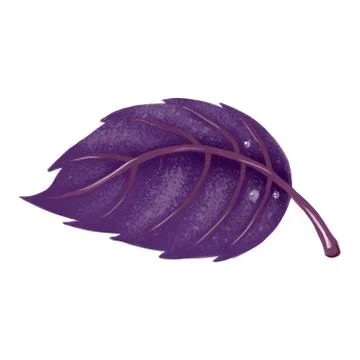 Illustration. Red Basil leaf on white background. Illustrazione stock